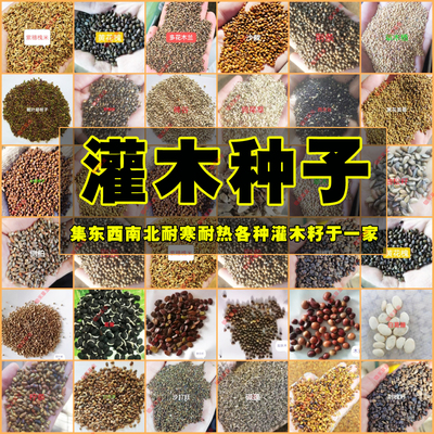 脱壳紫穗槐木豆银合欢沙达旺狗尾草拧条火炬籽刺槐胡枝子灌木种子