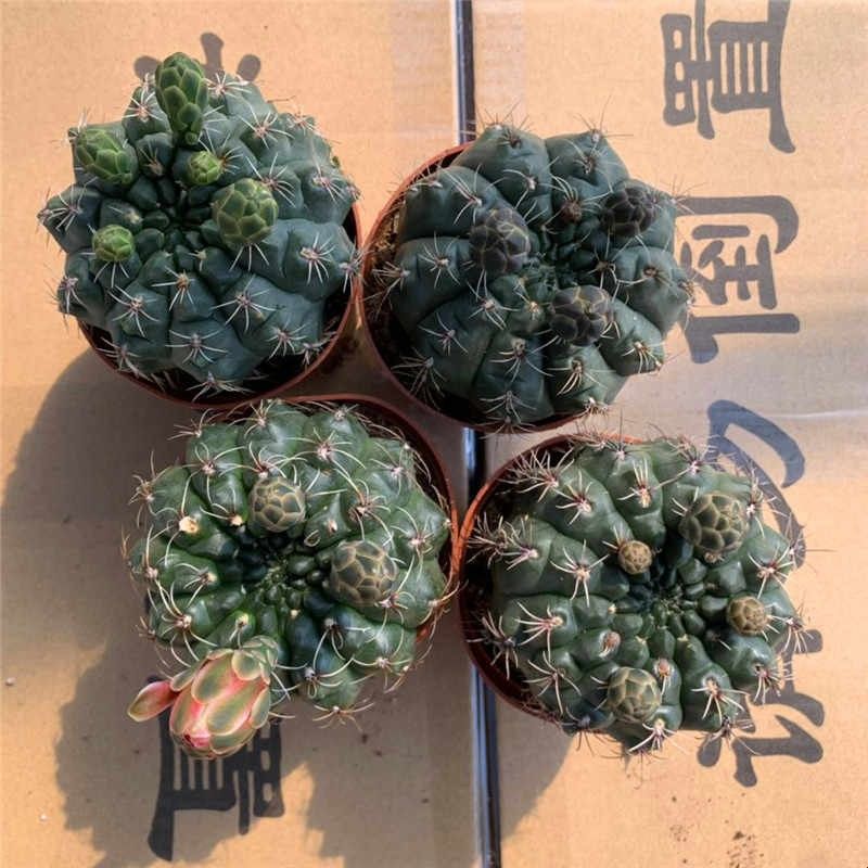 菲花玉绯花玉带花苞套餐超大颗室内开花仙人球类多肉植物盆栽组合图片