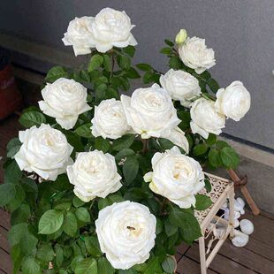 大花浓香月季花大苗伊芙婚礼之路白色玫瑰花盆栽阳台四季开花植物