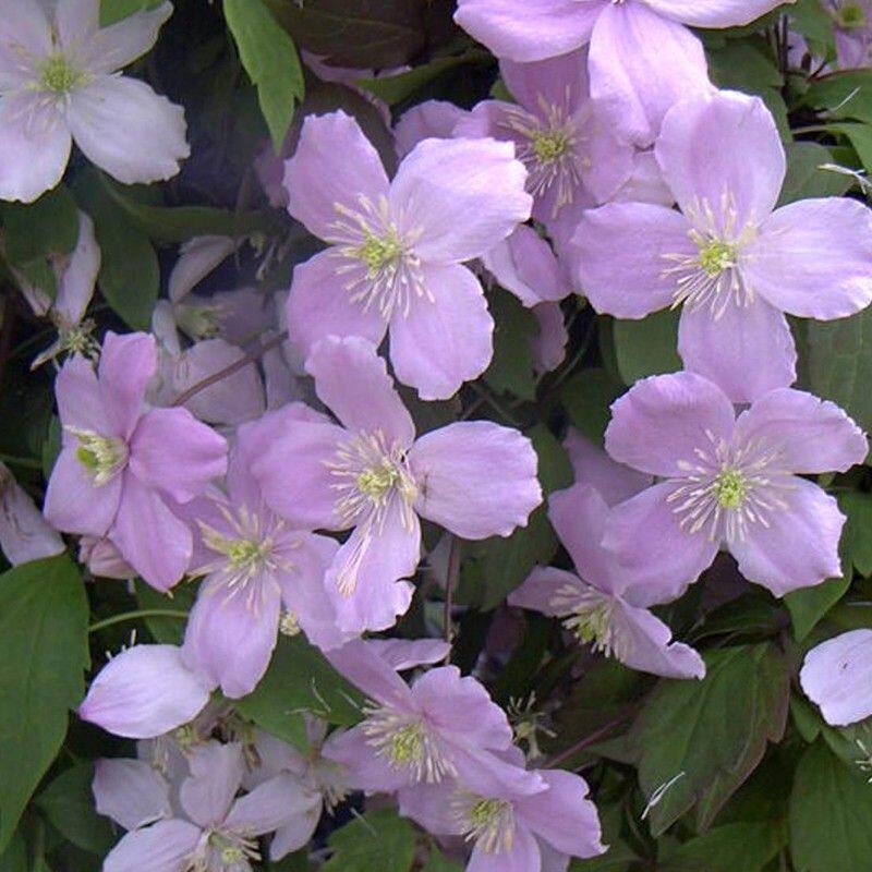 铁线莲杰出 蒙大拿组大型枝条可长10米春季集中开花适合北方花园