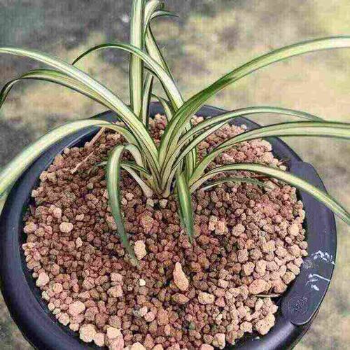 兰花苗秋芝中透艺精品兰花高档名贵艺草