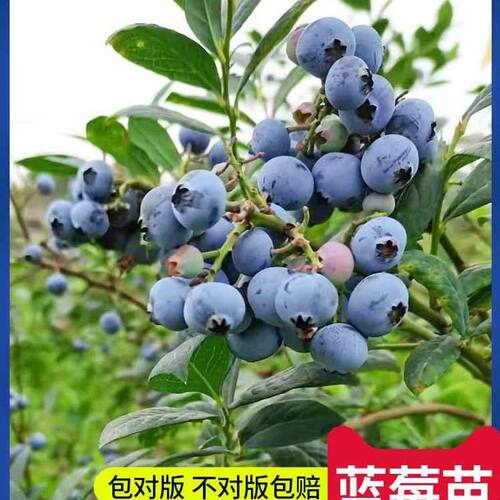 蓝莓树果苗带果蓝莓苗盆栽果树苗当年结果南北方种植兔眼特大阳台