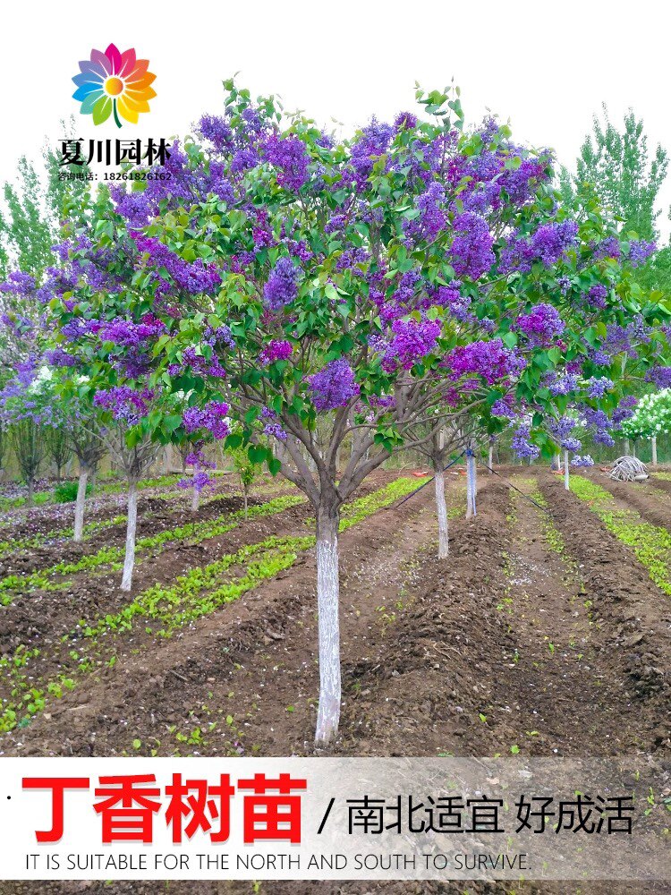 丁香花树苗别墅庭院耐寒大型风景树种丛生紫丁香花苗盆栽浓香花卉