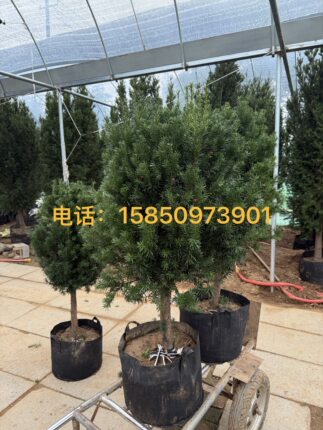 带果曼地亚红豆杉1公1母客厅盆栽别墅地栽大树南方红豆杉绿植