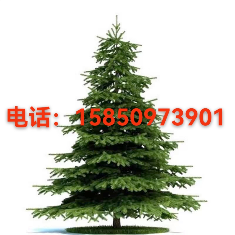 雪松树苗鲜活圣诞树庭院盆栽地栽南方北方种植黑松树苗四季常青