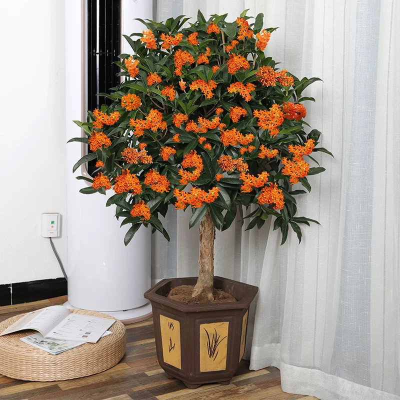 大型桂花树苗浓香花卉庭院绿化景观树耐寒好养金桂丹桂四季常青