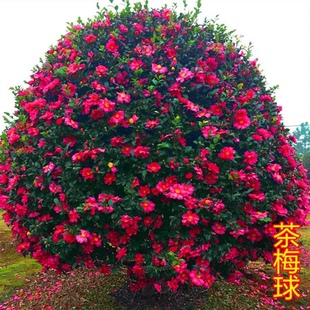 茶梅树苗地栽茶梅球花苗庭院别墅绿植四季常青耐寒植物绿化苗木