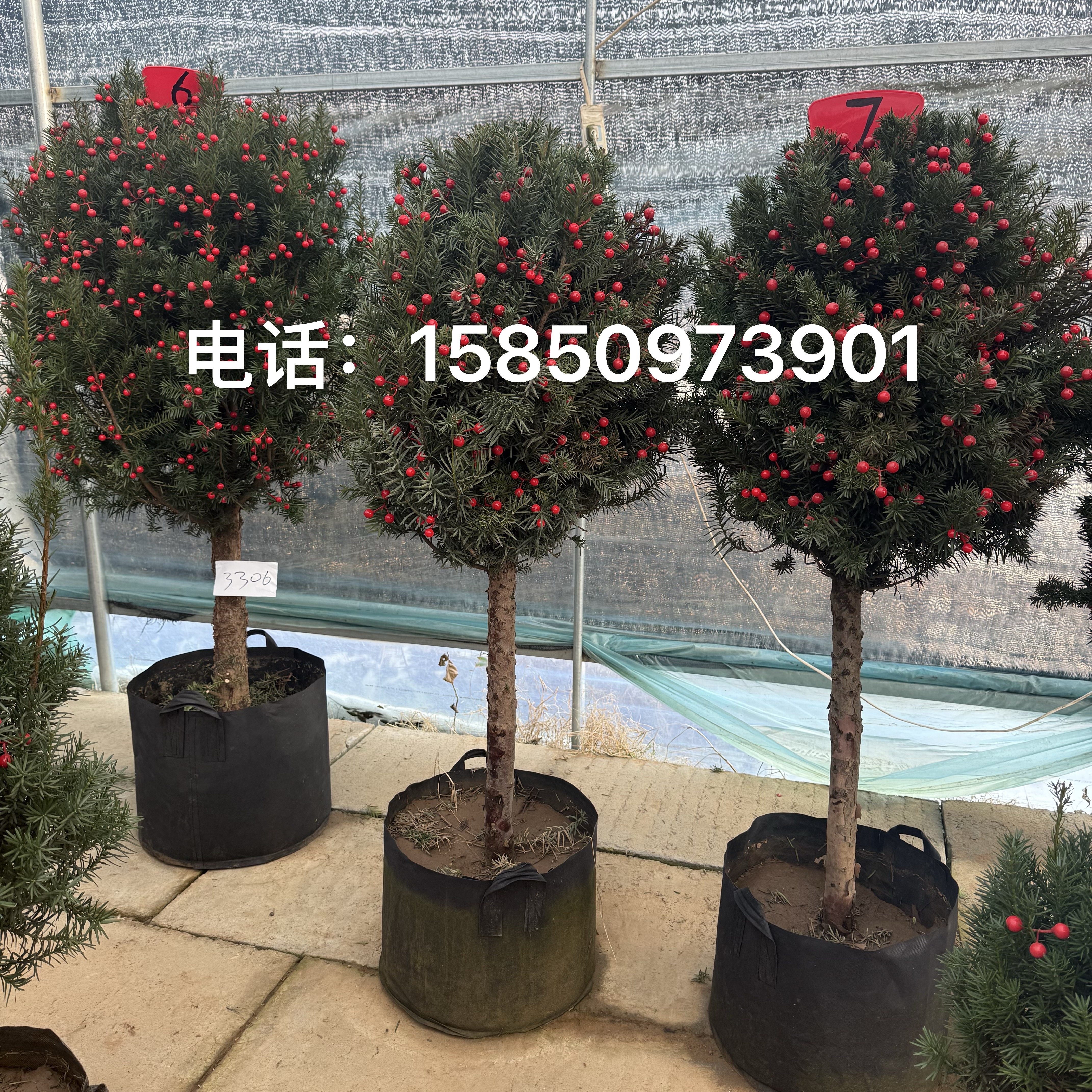 曼地亚红豆杉树苗盆栽盆景老桩庭院别墅植物耐寒四季常青带果大树,鲜花速递/花卉仿真/绿植园艺,绿植,淘宝优惠券,粉丝福利购,淘宝优惠卷