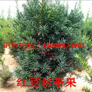 曼地亚红豆杉盆栽树苗大型盆景庭院别墅植物耐寒绿植母树带果公树