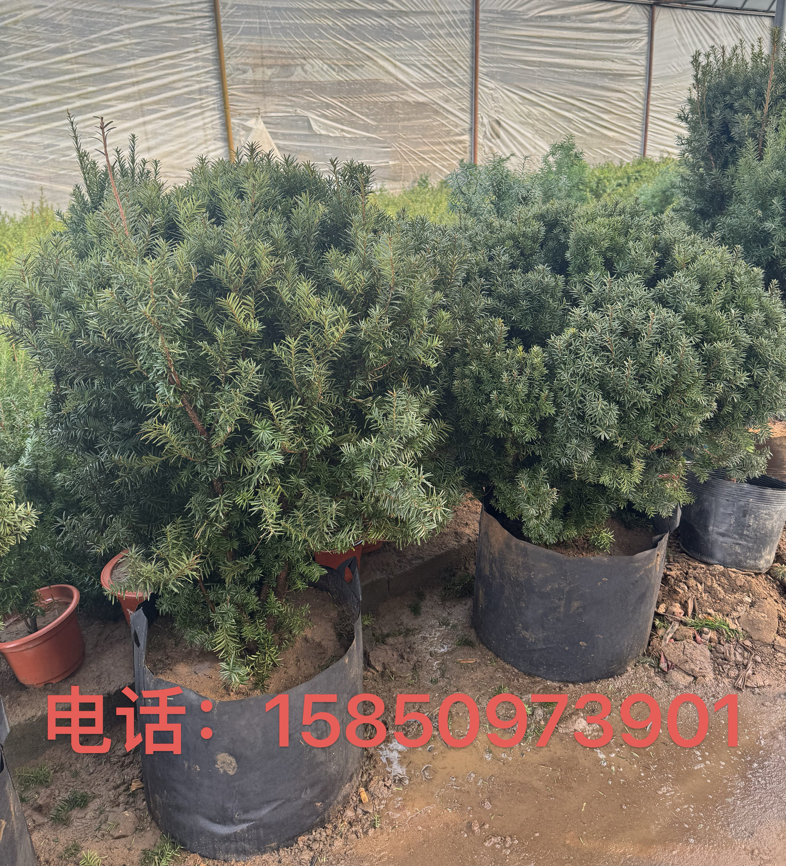 球型东北红豆杉盆栽树苗大型红豆杉盆景庭院栽植耐寒植结果植物