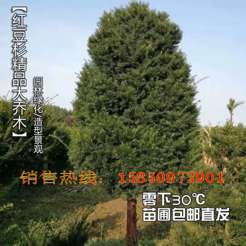 曼地亚红豆杉盆景大树树苗盆栽地栽室内外结果塔型球型棒棒糖型