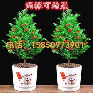 耐寒红豆杉树苗一公一母室内外地栽盆栽红豆杉南北方四季好养绿植