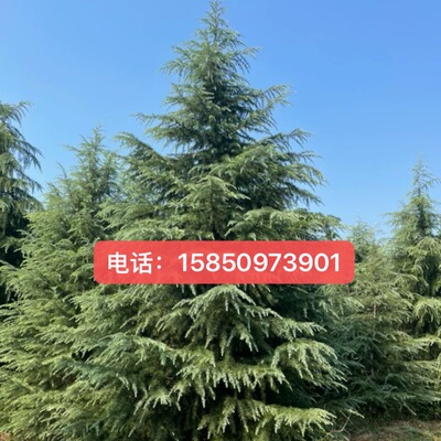 雪松树苗四季常青松树小苗庭院耐寒盆栽行道绿化风景树圣诞雪松树