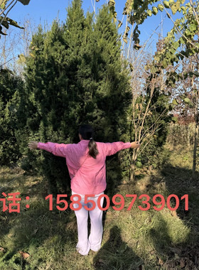耐寒曼地亚红豆杉大盆景大树树苗盆栽老桩别墅庭院一公一母带果