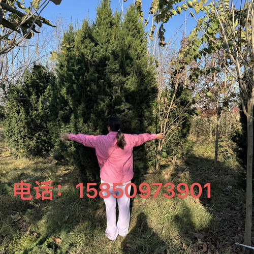 耐寒曼地亚红豆杉大盆景大树树苗盆栽老桩别墅庭院一公一母带果