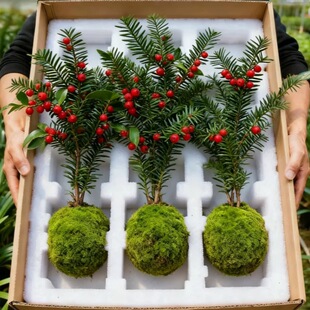 红豆杉盆栽结果耐寒绿植树苗老桩室内外阳台庭院净化空气盆景植物