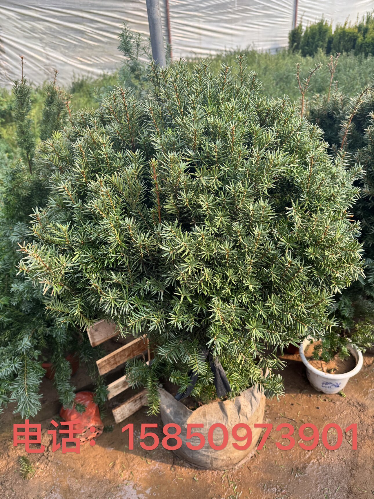 球型东北红豆杉盆栽树苗大型红豆杉盆景庭院栽植耐寒植结果植物