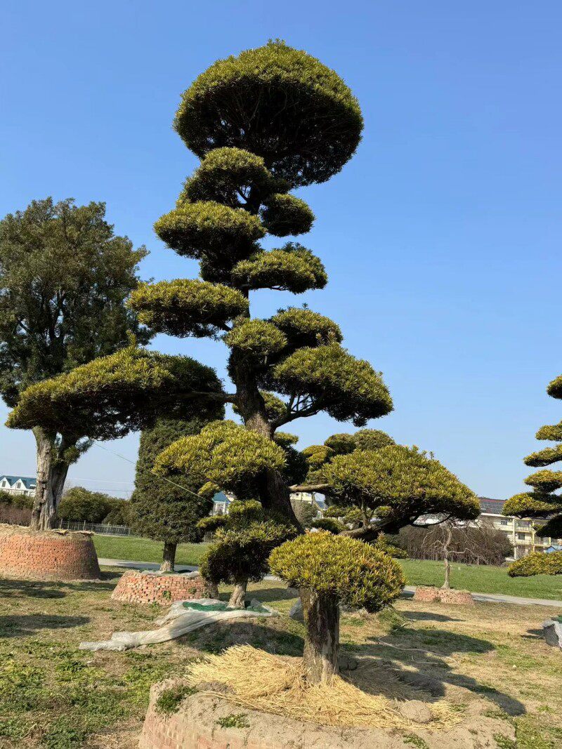 罗汉松庭院造型树盆景迎客松大树黑松别墅风景树景观树罗汉松