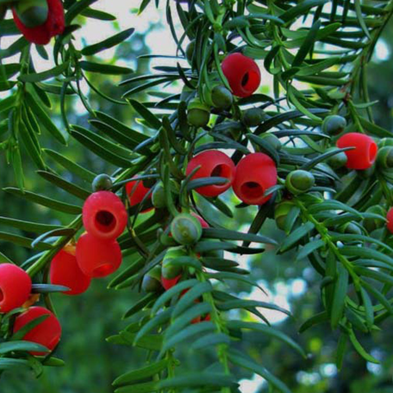 耐寒红豆杉室内外净化空气