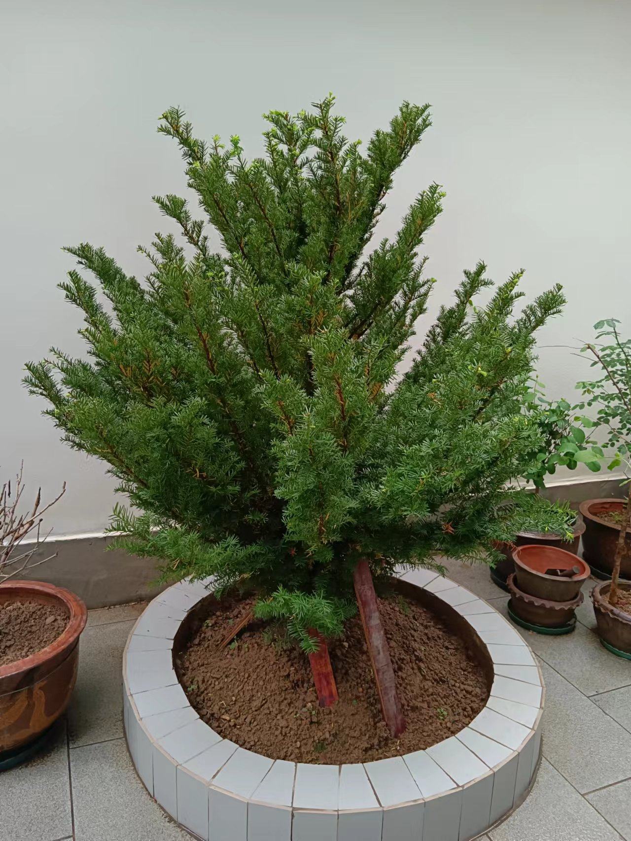 东北红豆杉：生态瑰宝与医药圣树
