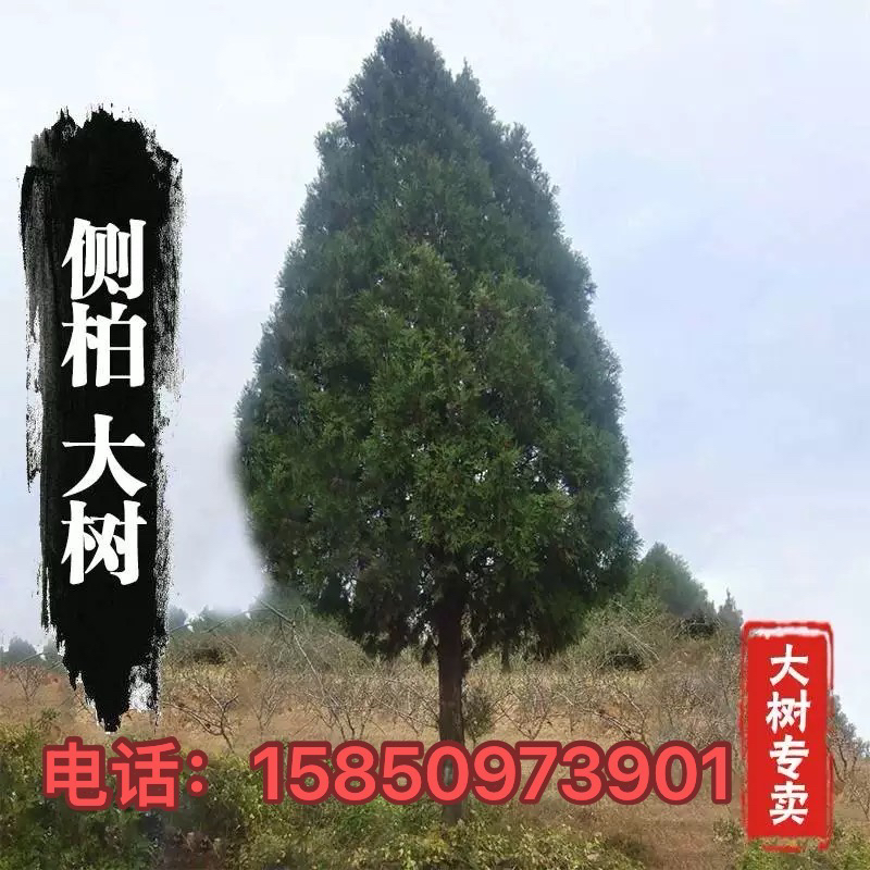 侧柏树苗扁柏柏枝树苗洒金柏大松柏树苗 叶子可熏腊肉洗头长寿树