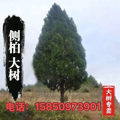 侧柏树苗扁柏柏枝树苗洒金柏大松柏树苗 叶子可熏腊肉洗头长寿树