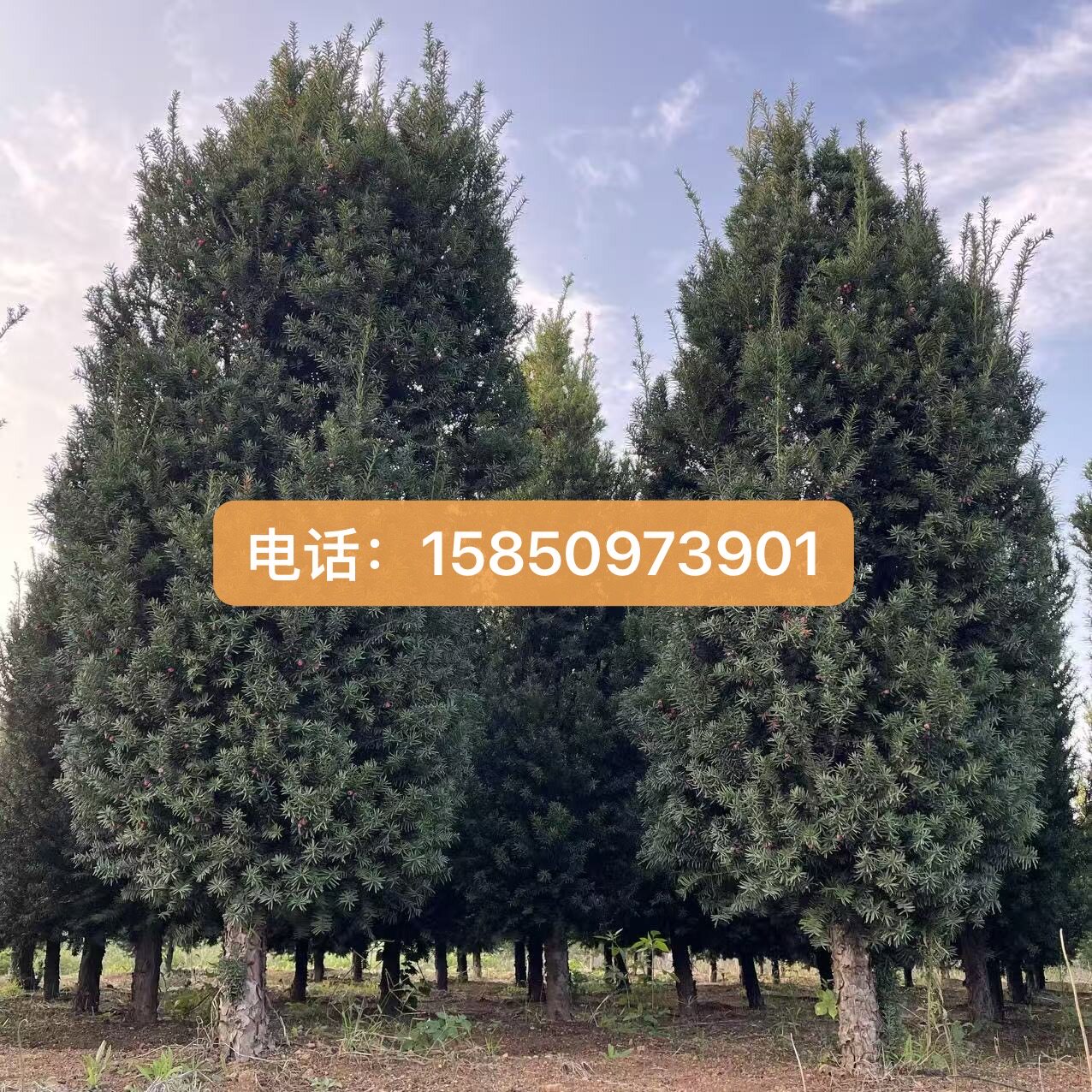带果红豆杉公母一对曼地亚红豆杉树苗大树室内庭院地栽耐寒盆景