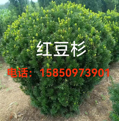 北方耐寒树苗红豆杉球形绿篱树苗工程绿化四季常青不落叶庭院围墙