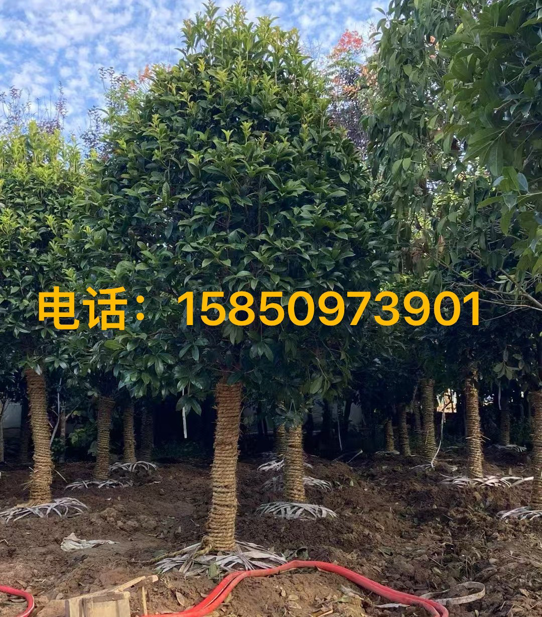 大型桂花树苗浓香花卉庭院绿化景观树耐寒好养金桂丹桂四季常青