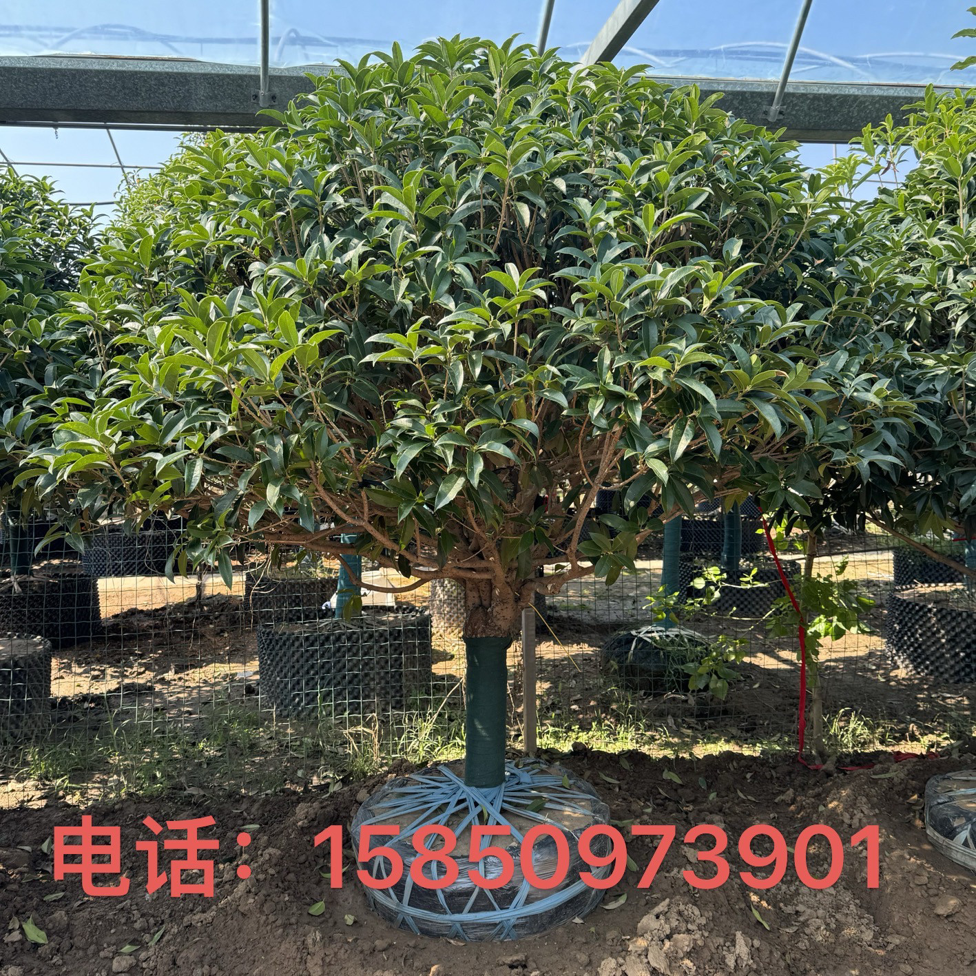 大型桂花树苗浓香花卉庭院绿化景观树耐寒好养金桂丹桂四季常青