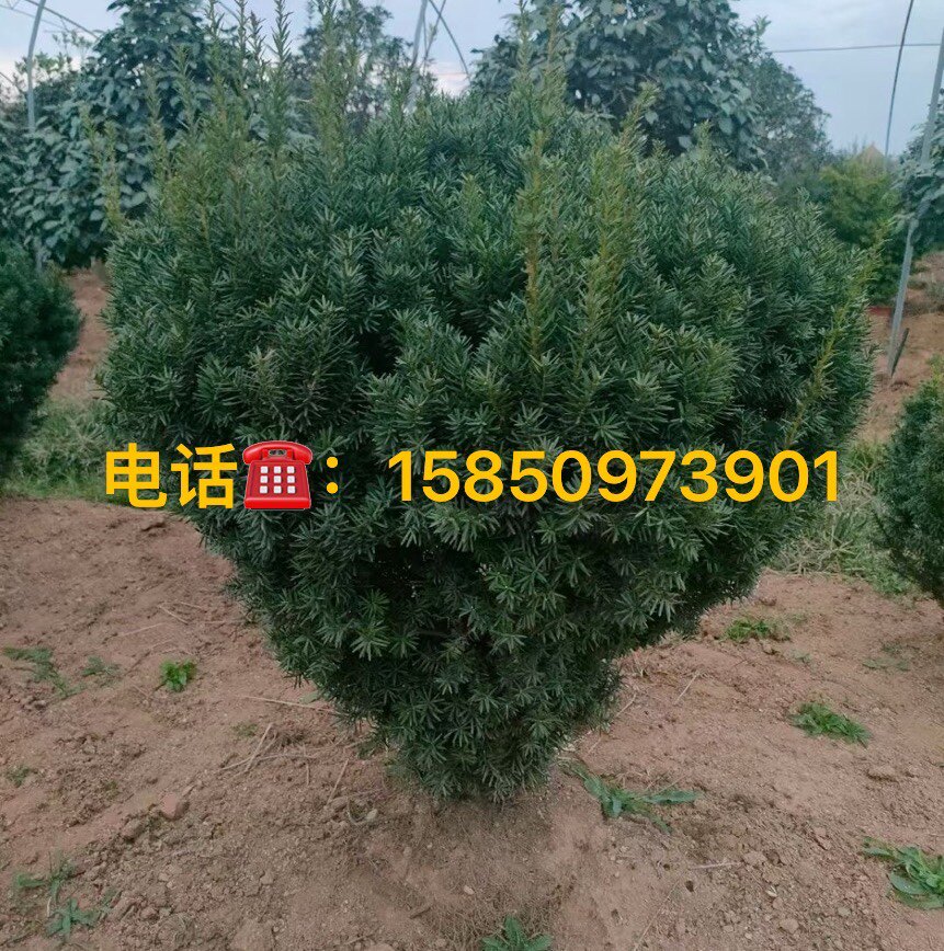 红豆杉室内外净化空气