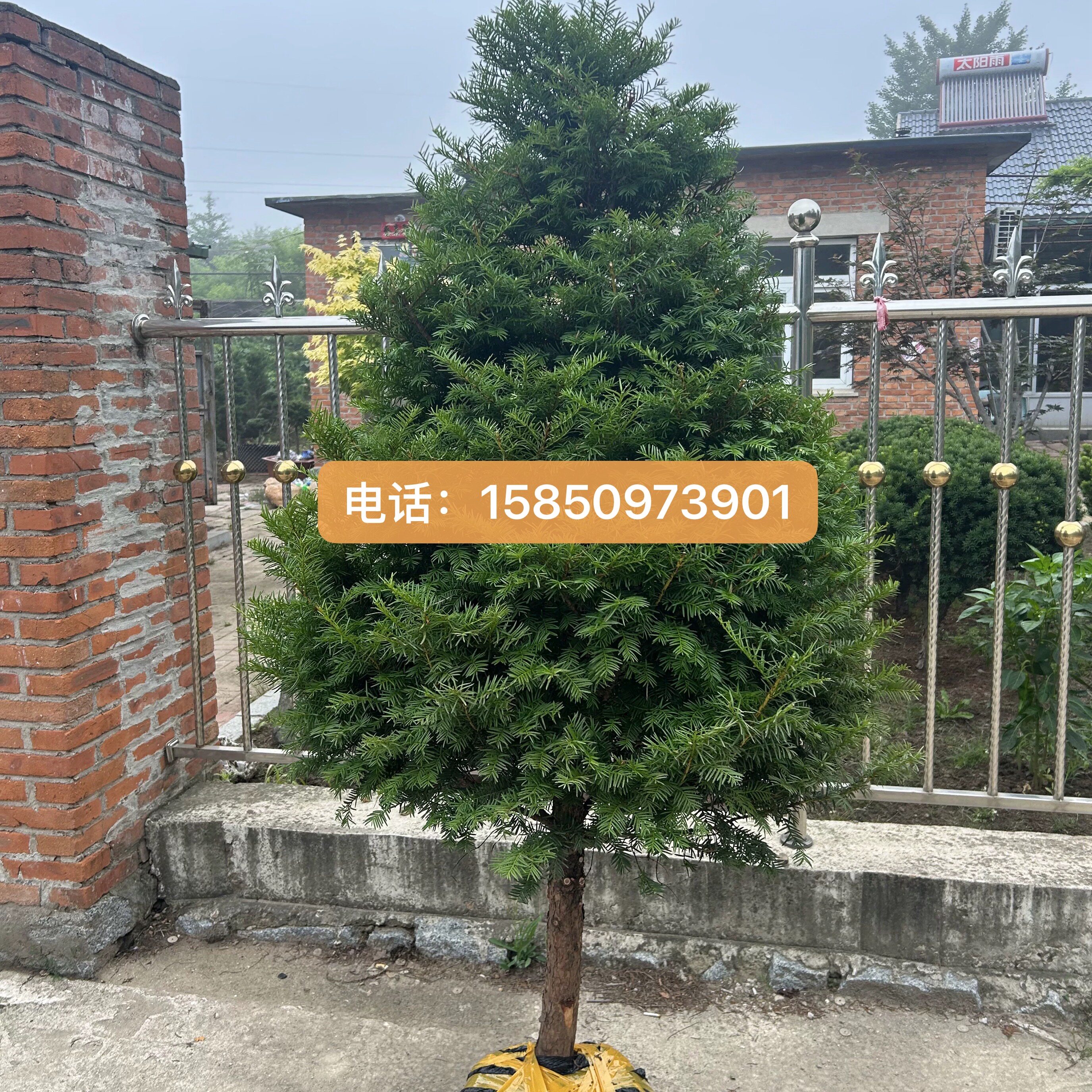 圣诞树塔型正宗东北红豆杉树苗盆栽树桩盆景绿植室内庭院耐寒结果