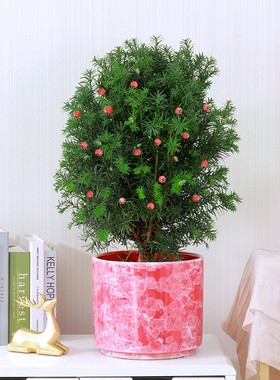 带果雌雄同株同株曼地亚红豆杉盆景树苗盆栽庭院别墅植物耐寒绿植