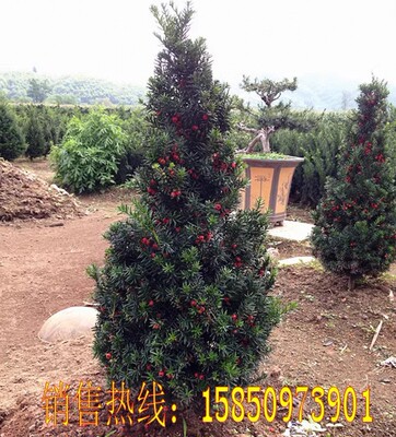 红豆杉室内外净化空气吸甲醛