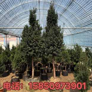带果曼地亚红豆杉盆景树苗盆栽大树地栽庭院别墅室内客厅公母搭配