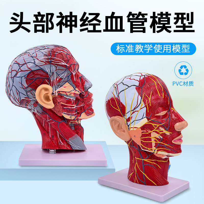 人体头骨带肌肉神经血管模型型美容面部神经微整形头部医学解剖_虎窝淘