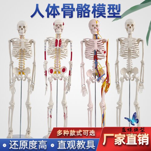 蓝蝶模型人体骨骼模型教学