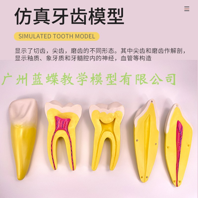 正常牙齿放大模型 3只一套 磨牙 切牙 尖牙放大 人体牙齿教学模型