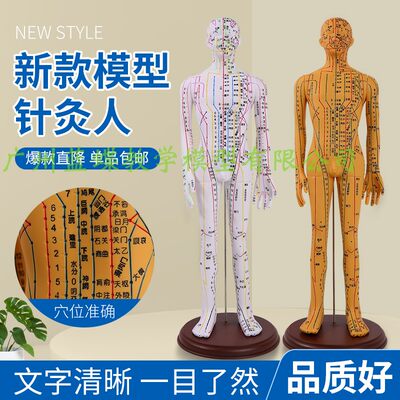 人体针灸穴位模型蓝蝶教学