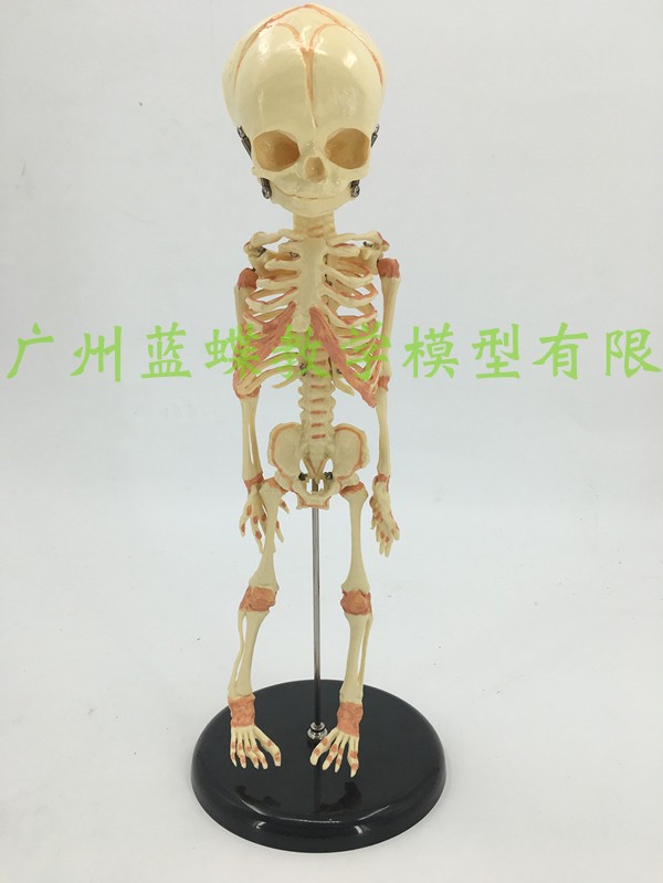骷髅婴儿模型蓝蝶教学