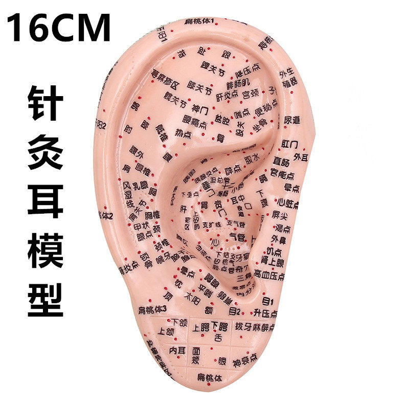 16cm耳穴针灸模型 耳朵反射区模型 耳模 耳部针灸穴位模型 一只装
