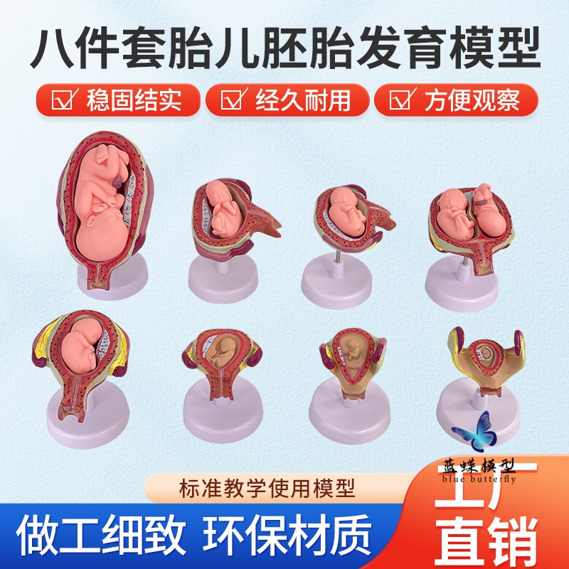 蓝蝶模型人体胚胎发育过程教具