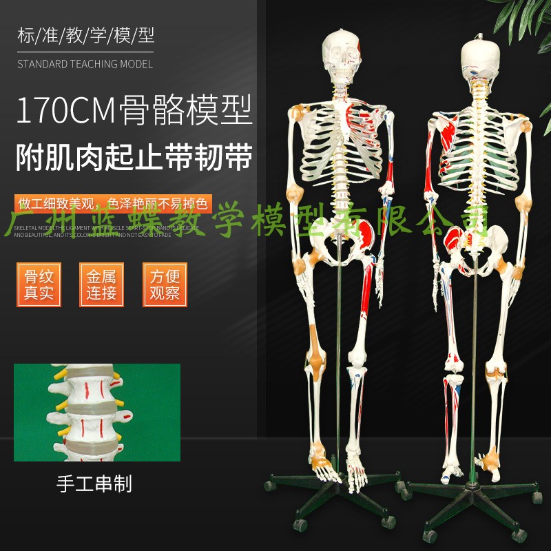 170cm人体骨骼模型 附左边肌肉着色 关节韧带模型 人体骨架标本