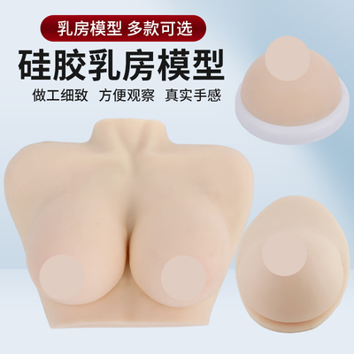 催乳师培训模型蓝蝶包邮