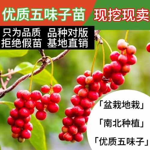 五味子树苗五味子中药材野生果苗