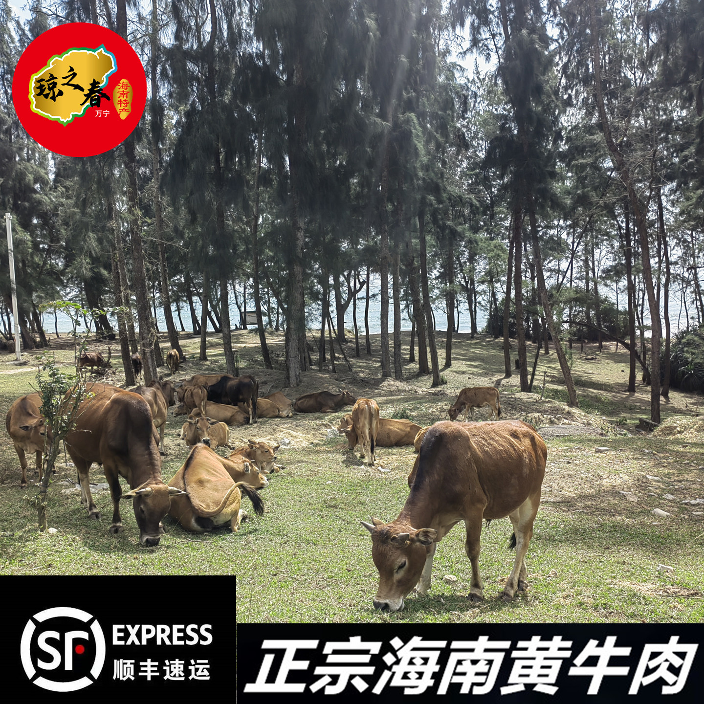 正宗海南放养新鲜现杀小黄牛肉