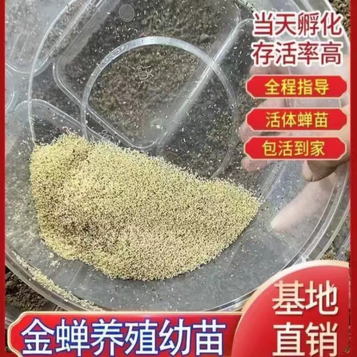 金蝉卵枝蝉卵枝金蝉种苗爬叉卵知了虫金蝉养殖金蝉知了猴幼虫种子