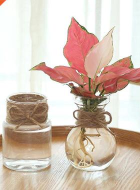 New  Clear Glass Hyacinth Vase Transparent Flower Plant B