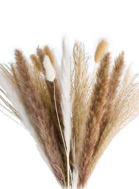72 Pcs Pampas Grass - Fluffy White/Brown Pampas, Reed Grass