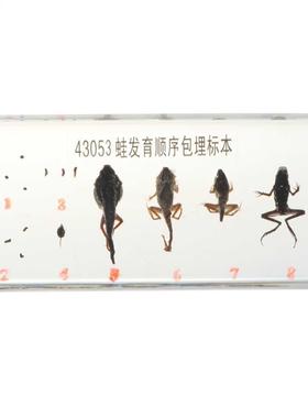 Lifecycle of a Frog Specimens Paperweight Educational Scien
